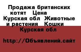 Продажа британских котят › Цена ­ 2 000 - Курская обл. Животные и растения » Кошки   . Курская обл.